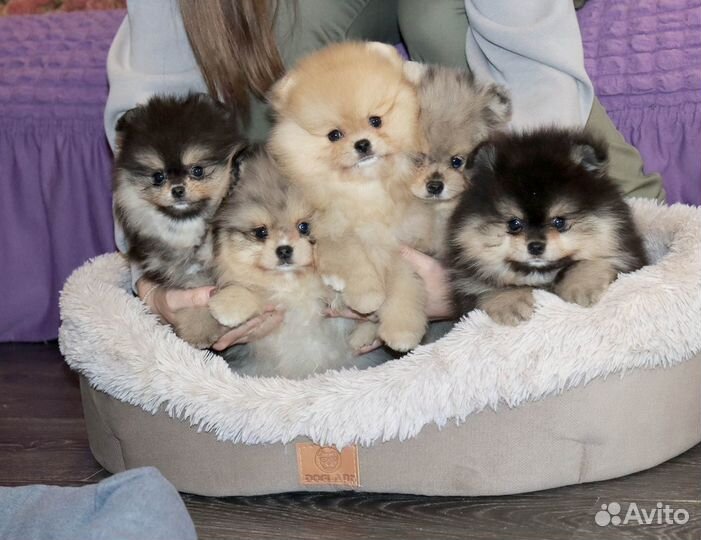 Мраморная семейка Шпица 2 мес. с доcтавкoй и видео