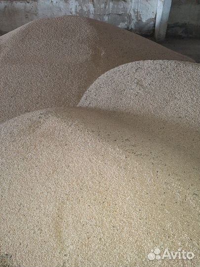 Горох кормовой