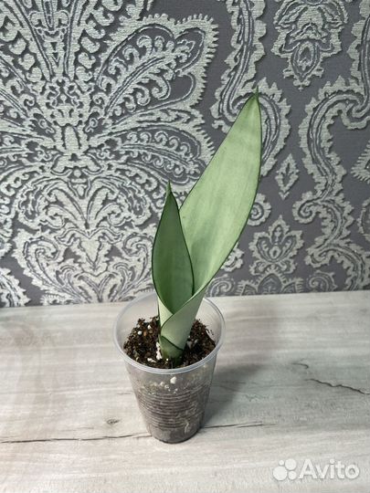 Сансевиерия муншайн