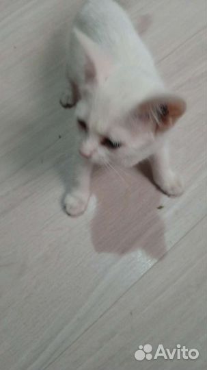 Котята в дар бесплатно