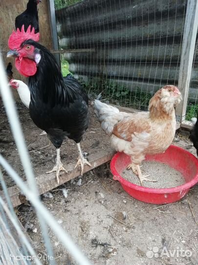 Молодые петухи