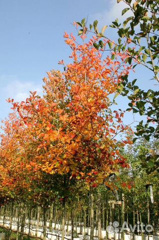 Боярышник сливолистный Crataegus Prunifolia купить в Москве | Товары ...