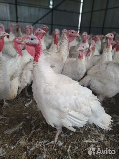 Индюки (самец)