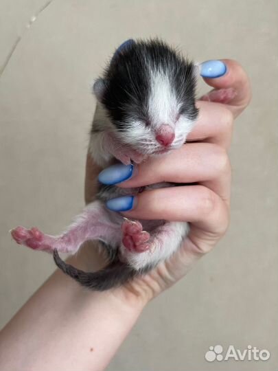 Котята в добрые руки бесплатно