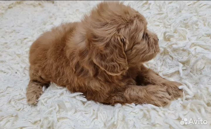 Мальтипу девочка mini