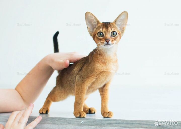 Абиссинские котята