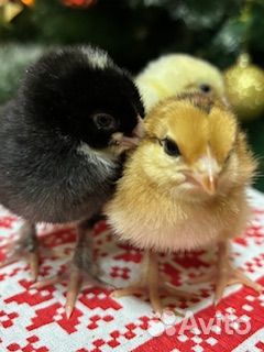 Яйцо на инкубацию от домашних кур. Цыплята