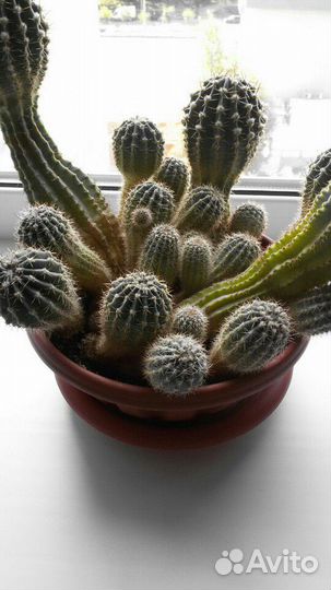 Растения-кактус