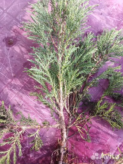 Можжевельник голубой