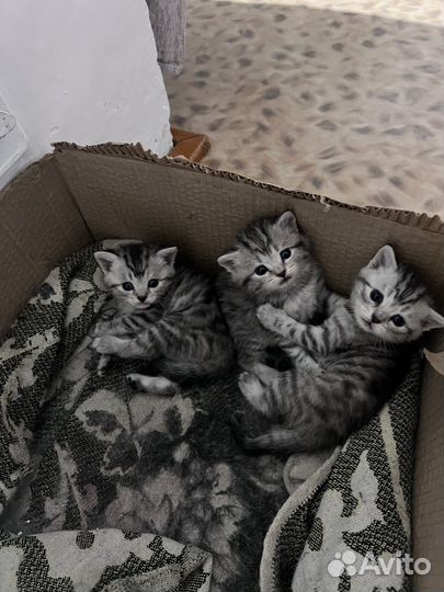 Британские котята