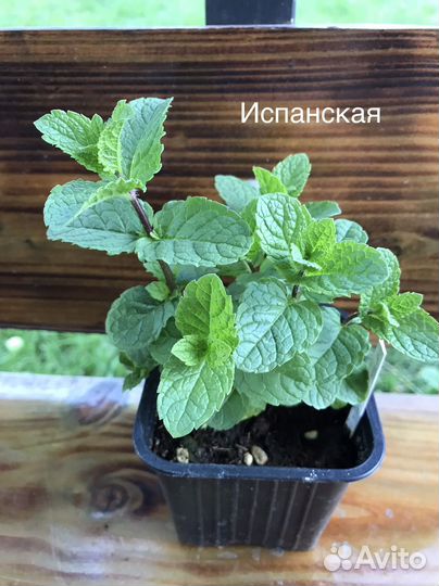 Саженцы сортовой мяты