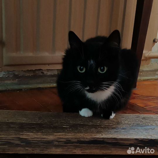 Кошки бесплатно