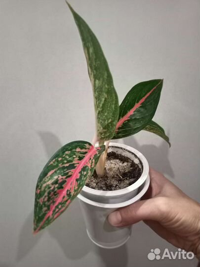 Аглаонема Paradise Red