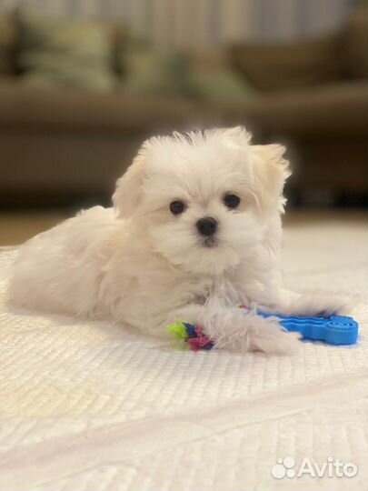 Щенки Мальтезе