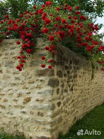 Плетистые розы для сибири