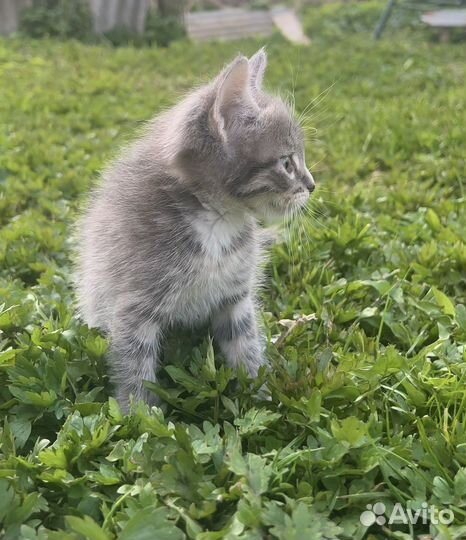 Котята в добрые руки даром