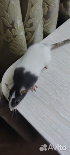 Продаю крысят
