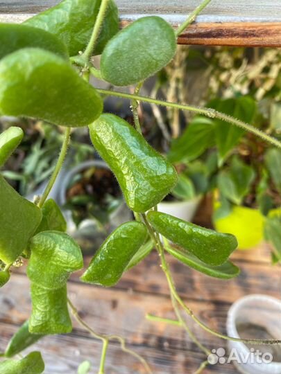 Хойи сортовые