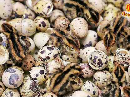 Инкубационное яйцо перепелов, высокое качество от кфх, Павловск