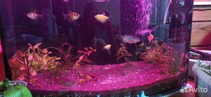 Аквариум на 60 литров