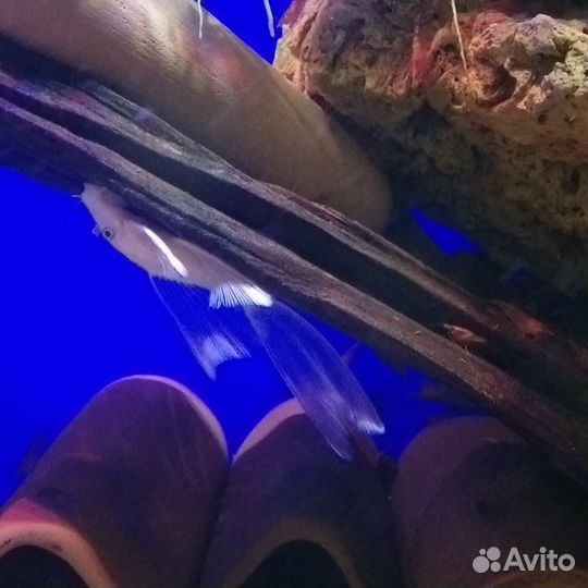 Номерные сомы