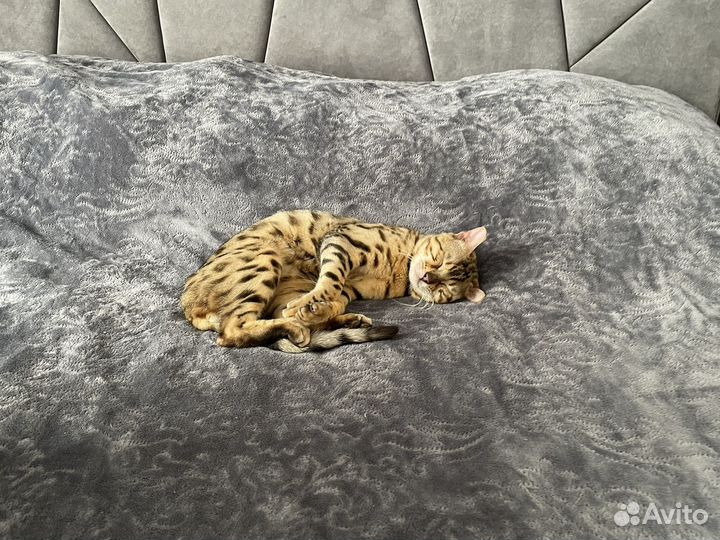 Бенгальский кот