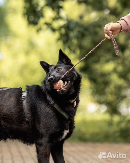 Гудини ищет дом