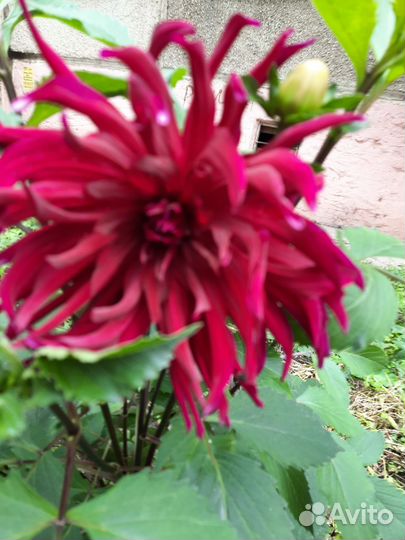 Клубни георгинов