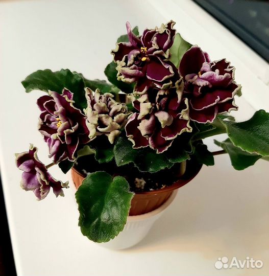 Детка сортовой фиалки- сорт Каменный цветок