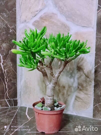 Крассула толстянка денежные деревья,хоббиты