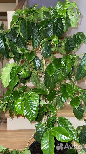 Кофе Арабика растение