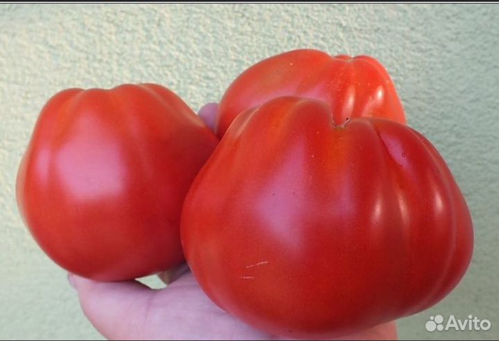 Семена урожайного томата Red Pear