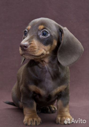 Кроличья такса