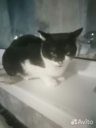 Ищем дом котику