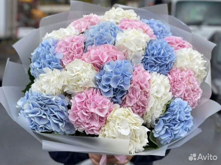 Гортенизии