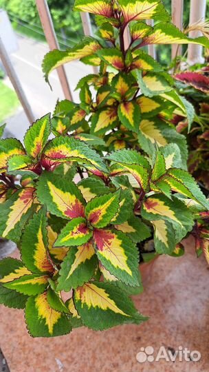 Колеус ростки укорененные, отростки