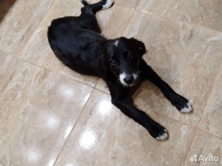 Метис спаниеля