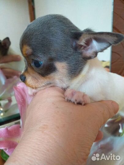 Вязка.Щенки