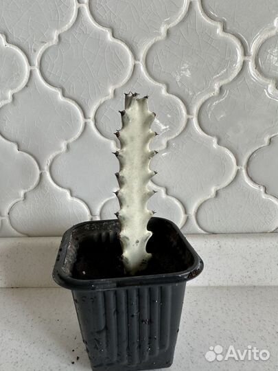 Эуфорбия серебристая (молочай)