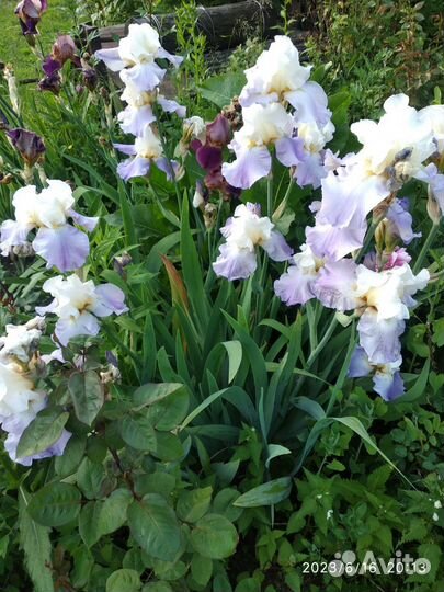 Ирисы