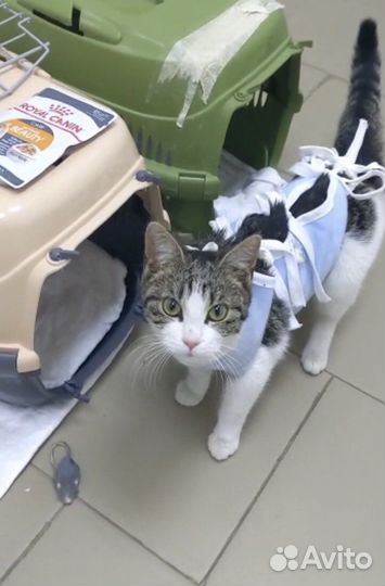 Муся (котёнок, 7-8 месяцев)