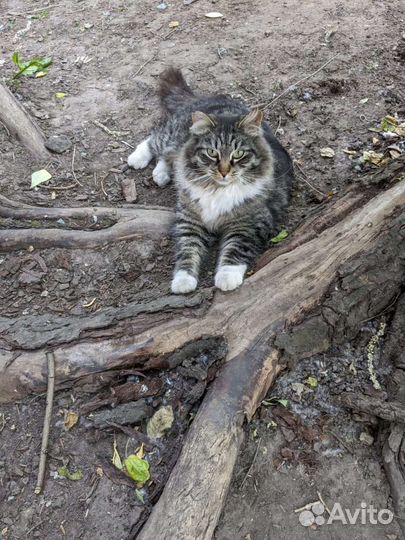 Кот необыкновенной красоты ищет себе хозяина