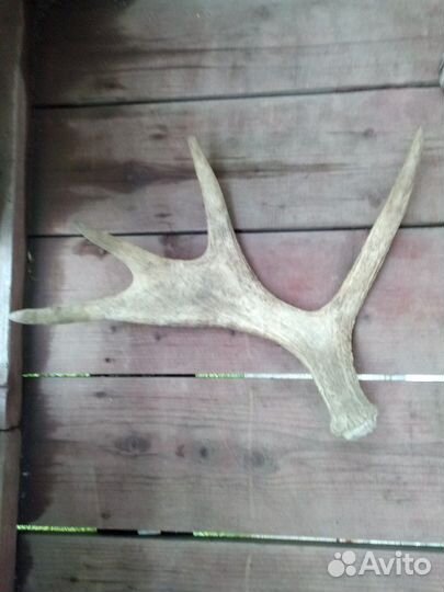 Рога лося