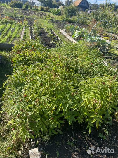 Рассада ежемалина