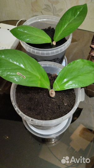 Замиокулькас