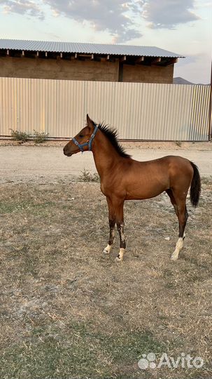 Кобыла с жеребенком