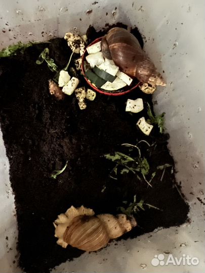 Улитки ахатины бесплатно