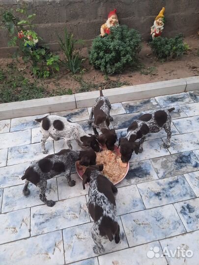 Щенки курцхаара