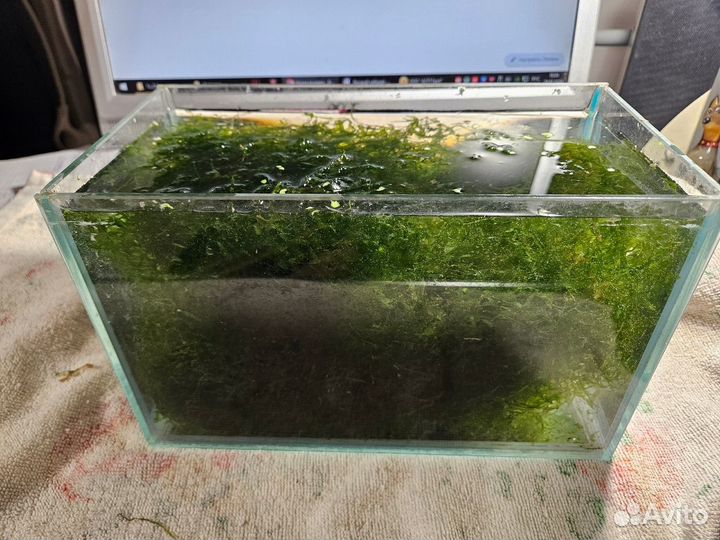 Мох для аквариума