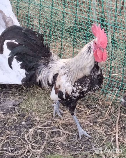 Куры декоративные, бентамки